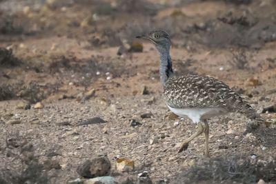 Houbara Bustard