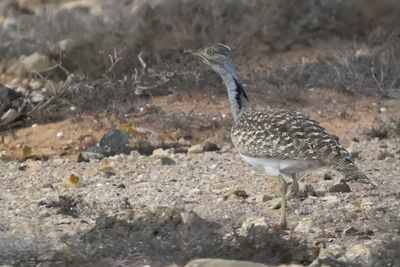 Houbara Bustard