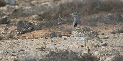Houbara Bustard