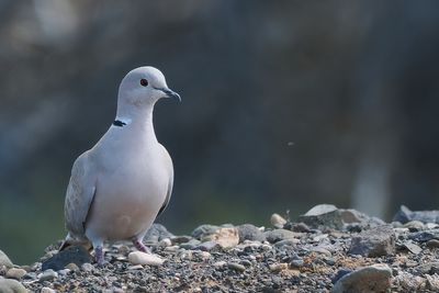 Collared Dove