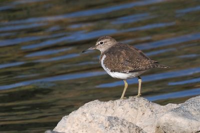 Common Sandpiper