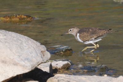 Common Sandpiper