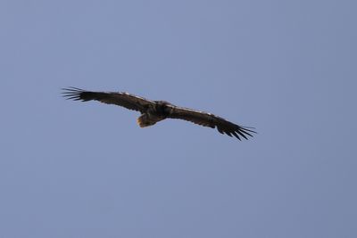 Egyptian Vulture