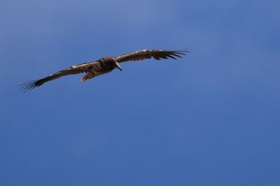 Egyptian Vulture