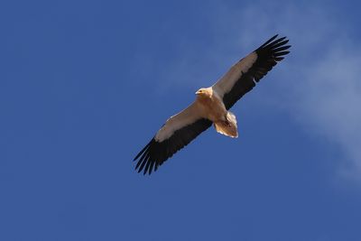 Egyptian Vulture