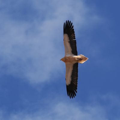 Egyptian Vulture