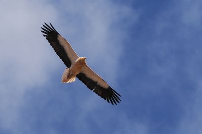 Egyptian Vulture