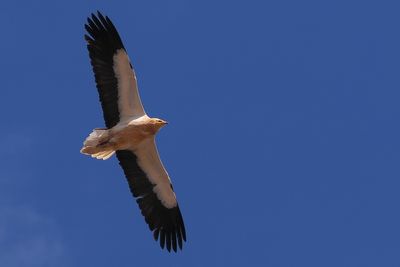 Egyptian Vulture