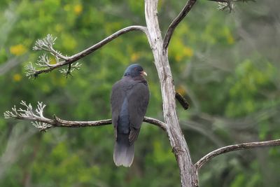 Laurel Pigeon