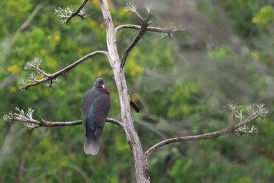 Laurel Pigeon