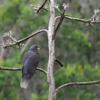 Laurel Pigeon