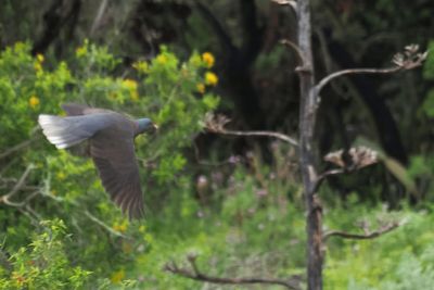 Laurel Pigeon