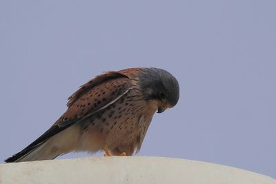 Kestrel
