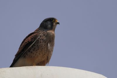 Kestrel
