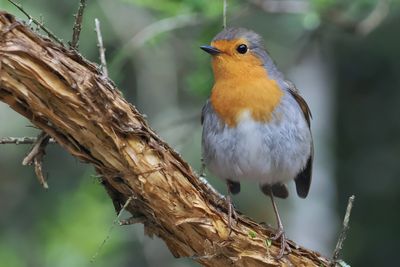 Robin