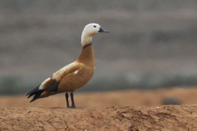 Ruddy Shelduck