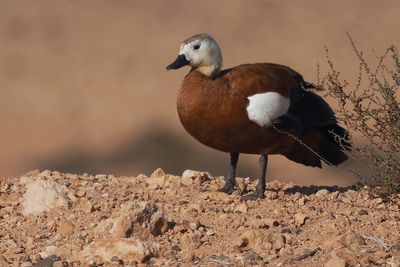 Ruddy Shelduck