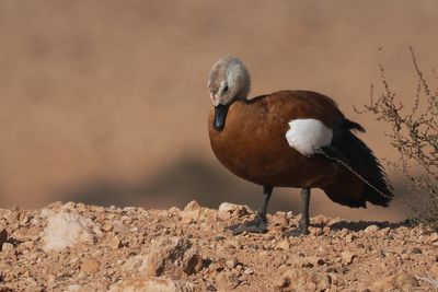 Ruddy Shelduck