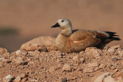 Ruddy Shelduck