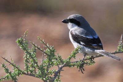 Southern Grey Shrike