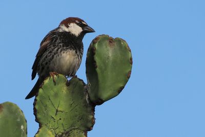 Spanish Sparrow