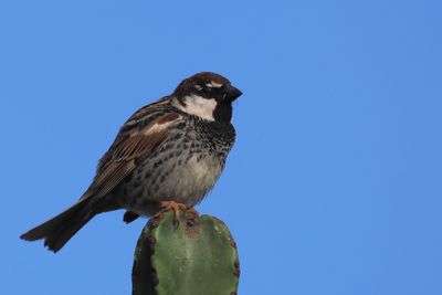 Spanish Sparrow