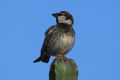 Spanish Sparrow