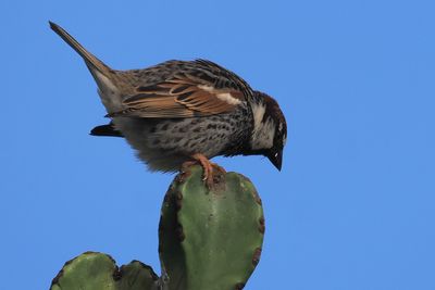 Spanish Sparrow