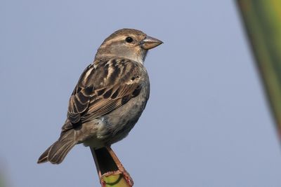 Spanish Sparrow