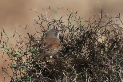 Spectacled Warbler