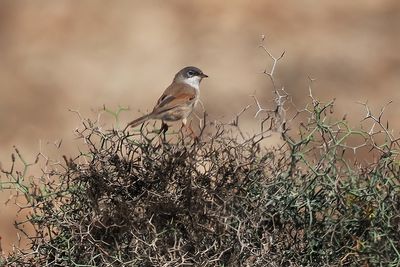 Spectacled Warbler