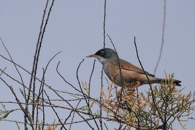 Spectacled Warbler