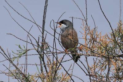 Spectacled Warbler