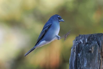 Tenerife Blue Chaffinch