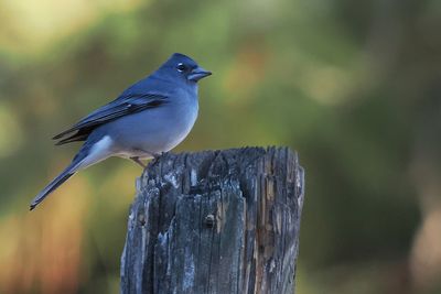 Tenerife Blue Chaffinch