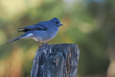 Tenerife Blue Chaffinch