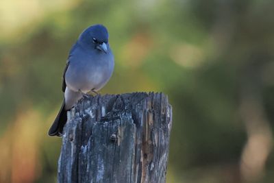 Tenerife Blue Chaffinch