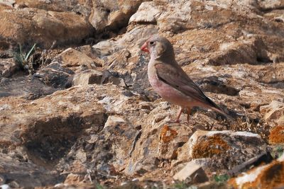 Trumpeter Finch