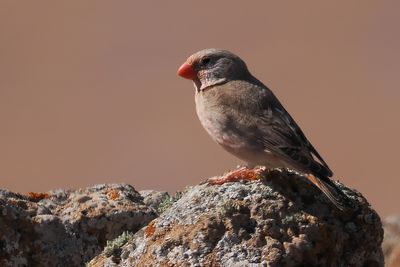 Trumpeter Finch