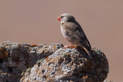 Trumpeter Finch