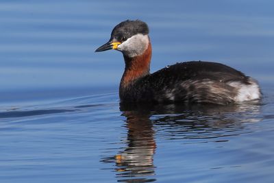 Red-necked Grebe, Hogganfield Loch, Glasgow