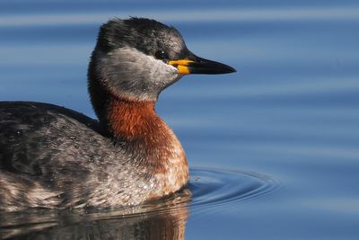 Red-necked Grebe, Hogganfield Loch, Glasgow