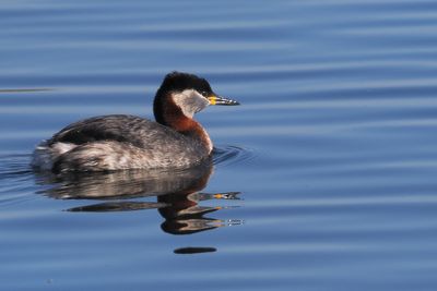 Red-necked Grebe, Hogganfield Loch, Glasgow