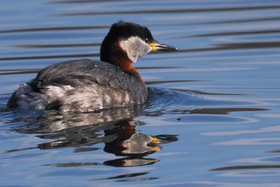 Red-necked Grebe, Hogganfield Loch, Glasgow