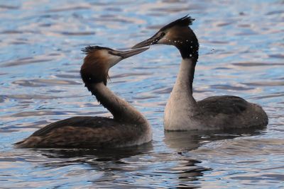 Great Crested Grebes, Hogganfield Loch