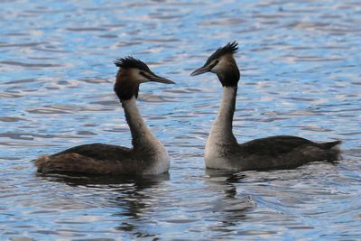 Great Crested Grebes, Hogganfield Loch