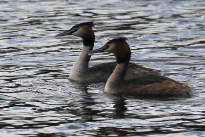 Great Crested Grebes, Hogganfield Loch