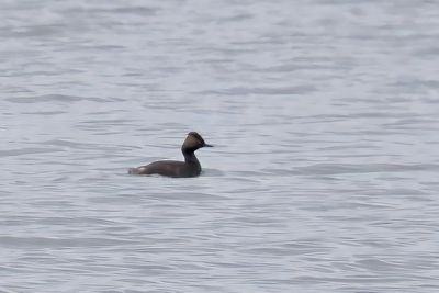 Black-necked Grebe, off Ardmore Point