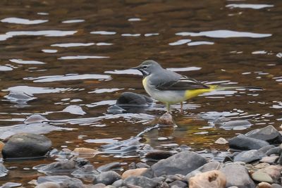 Grey Wagtail, Burn of Mar