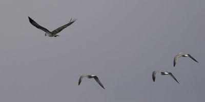 Osprey pursued by Black-headed Gulls, RSPB Loch Lomond